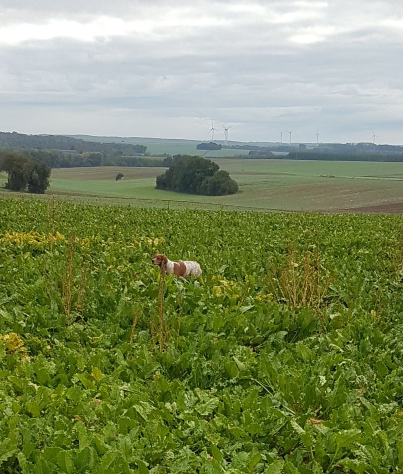 Mïya Des Courtons  De La Fortelle